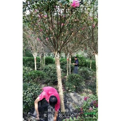 腊梅 成都腊梅 四川腊梅 蜀绿苗木 腊梅基地 大量出售腊梅