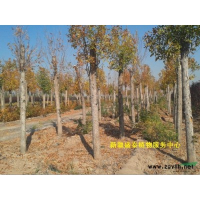 小叶白蜡--新疆盛泰植物苗木供应