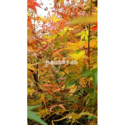 巴中地区供应鸡爪槭！规格2一4公分