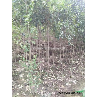 2-3大叶女贞红花紫薇