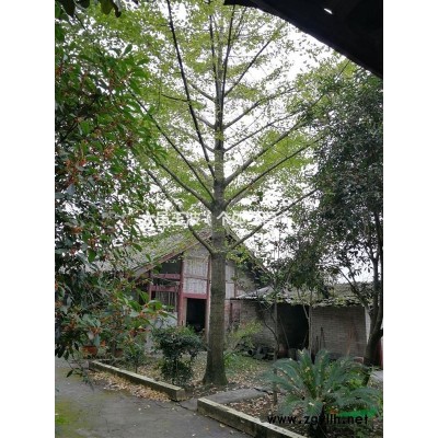 实生银杏35厘米胸径，另有多种规格金桂、腊梅等