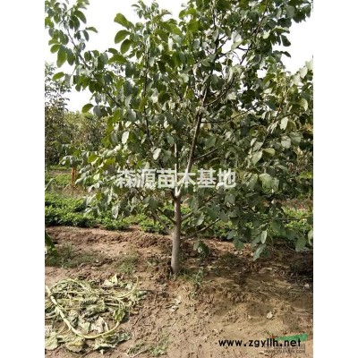 皂角苗 药用皂角苗 绿化皂角树