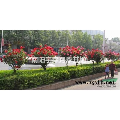树桩月季，3，4，5各种规格。价格优厚