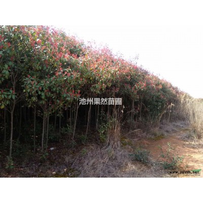 红叶石楠大量出货 价格从优