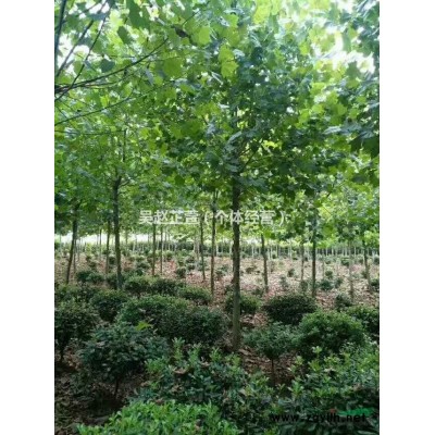 湖北地区供应法桐