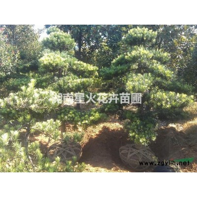 湖南、红花继木球/湖南造型送基地/红花继木球批发/照片