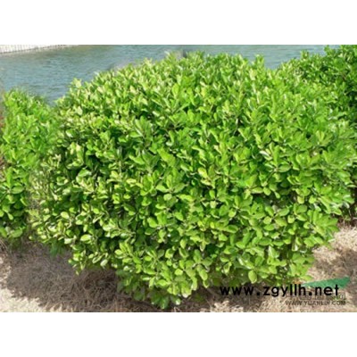 供应地棠、连翘、花石榴、红瑞木、迎春、剑麻、红叶石楠等苗木