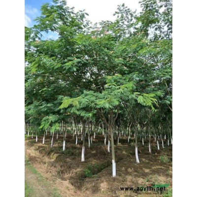 湖北省孝感市供应合欢.桂花.垂柳.香樟.红叶李.红继木球等