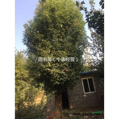 丛生三角枫，河南三角枫价格