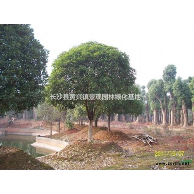 大量供应，物美价廉