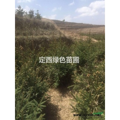 出售营养杯油松，云杉，刺槐