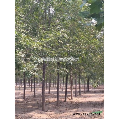 3公分白蜡 4公分白蜡 5公分白蜡 6公分白蜡速生价格