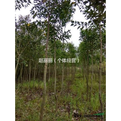 出售自家香樟树，和董青树2万颗