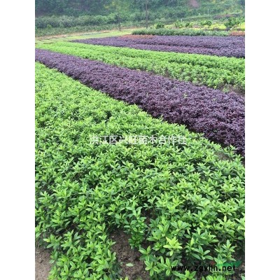 供应春娟红花檵木金森女贞栀子花红叶石楠四季桂移栽苗，球