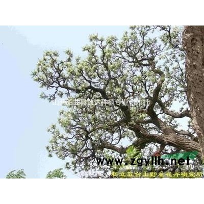 文冠果景观树