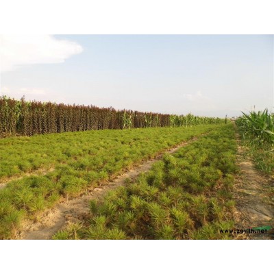 紫叶矮苗*新价格/紫叶矮苗报价