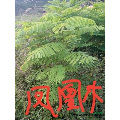 贵州金丝楠木苗