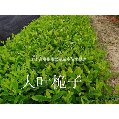 湖南红花继木、红花继木效果图