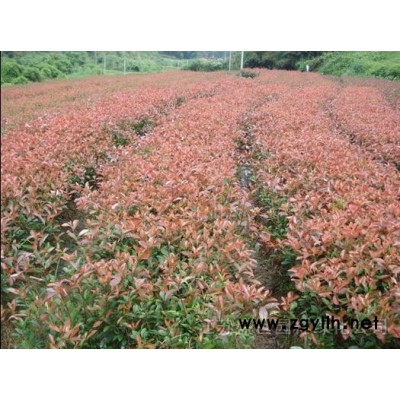 花石榴、迎春、棣棠、连翘、迎夏、十大功劳、小叶功劳