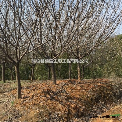 美国红枫、 红叶石楠篱笆苗