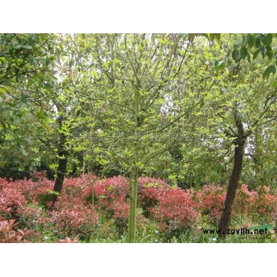 罗汉松叶图片\罗汉松叶报价