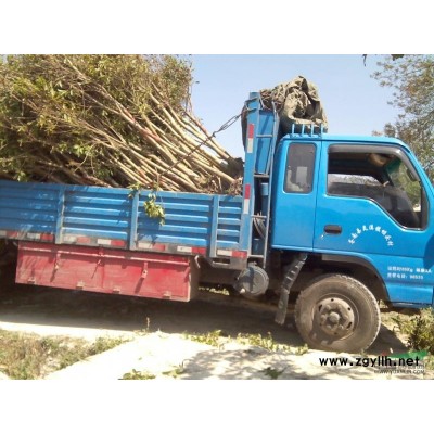 红皮榕米径2-20公分