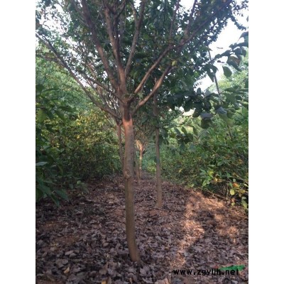 安徽广德，维易苗木基地供应12—15cm香樟