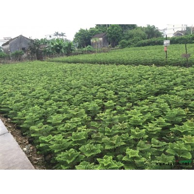 长期大量南洋杉工程苗