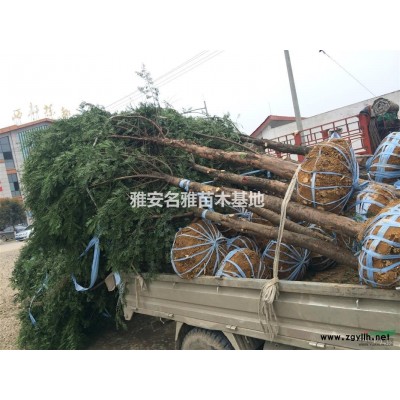 红豆杉米径5公分