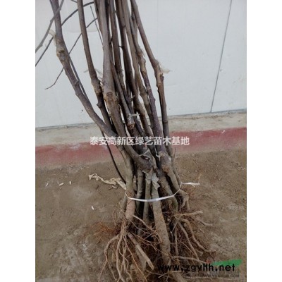 出售M9T337矮化自根跕苹果苗
