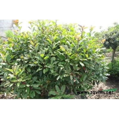 湖南香樟（移栽香樟）香樟价格