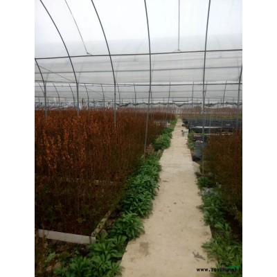 美国大红紫薇苗