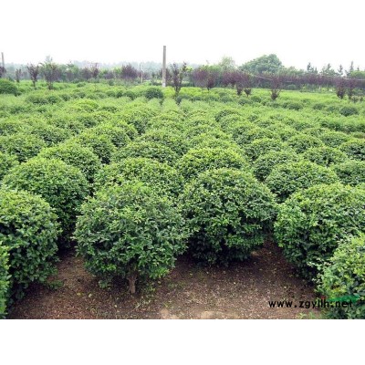 金森女贞球价格