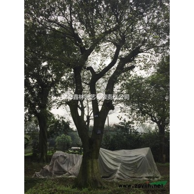 四川成都供应30-96CM朴树