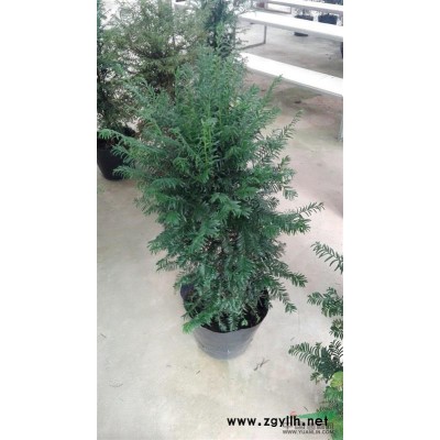 福建地区红豆杉供应