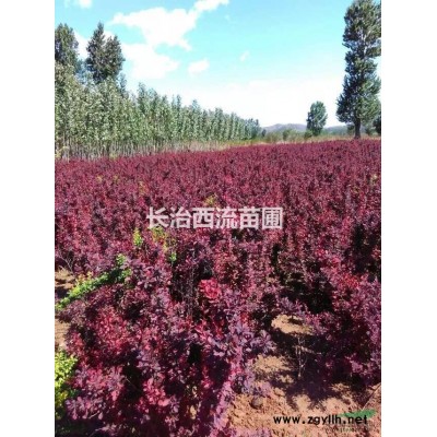潞城市盛泉种植业专业合作社供应： 1.蜀桧 1.0米、1.5