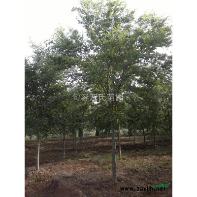 红榉树种子（2015年新种子）