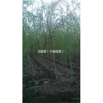 15公分柳树价格