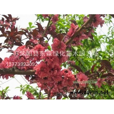红叶石楠.红王子锦带,月季,水腊,连翘,品种月季,石楠