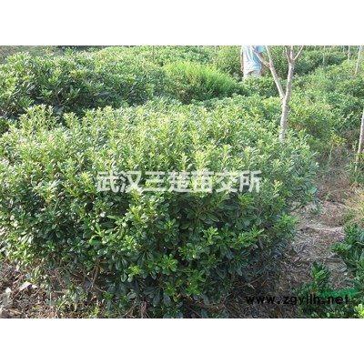 汉阳三楚苗交供应火棘苗