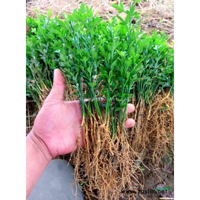 低价供青钱柳种子，青钱柳种子价格，青钱柳图片