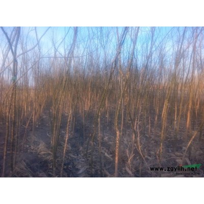 甘肃地区供应米茎4—6cm国槐