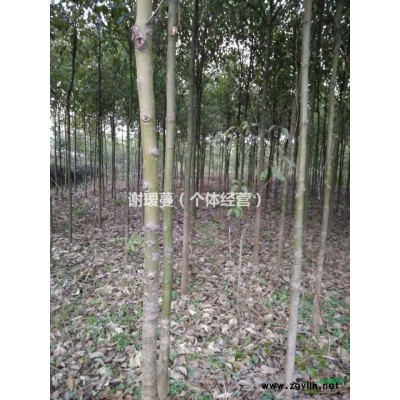 沙树苗木大量供应，价格优惠，欢迎订购