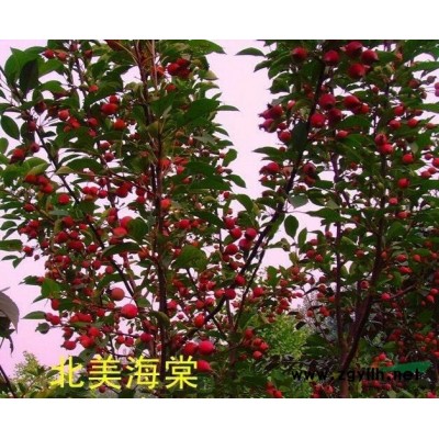 北美海棠大量出售一手货源