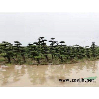 小叶女贞造型树女贞造型