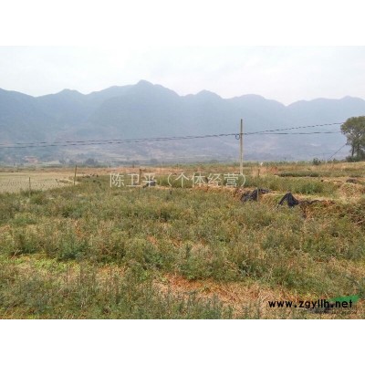 福建省福安市大量供应5～80公分优质红豆杉苗