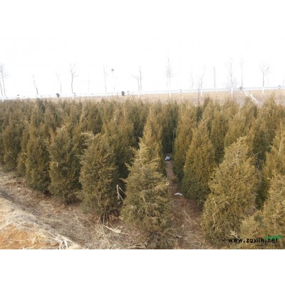 烟台招远小吴家金叶女贞球 冠径1-1.5米 急售，价格优惠