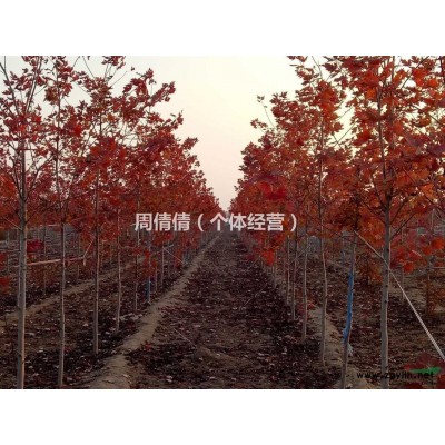 河北保定出售红枫白蜡国槐红罐紫叶稠李