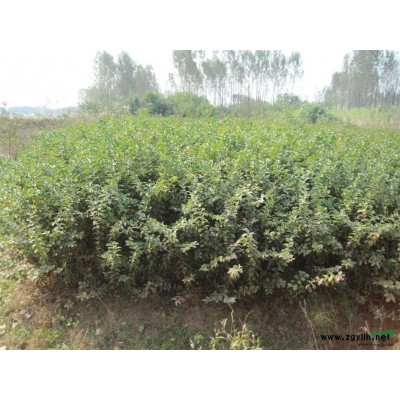 大量供应精品红叶李