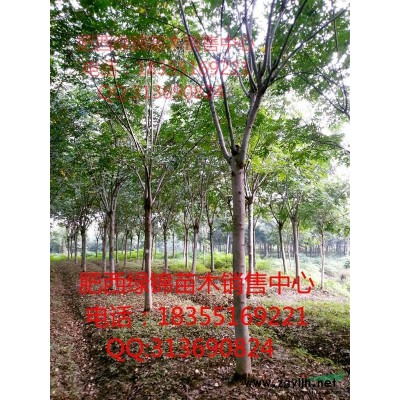 樱花/安徽樱花/日本晚樱